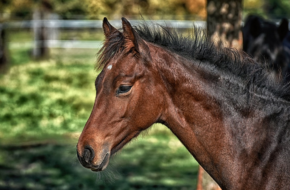 cavalos curados